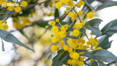 Acacia fiber vs Psyllium
