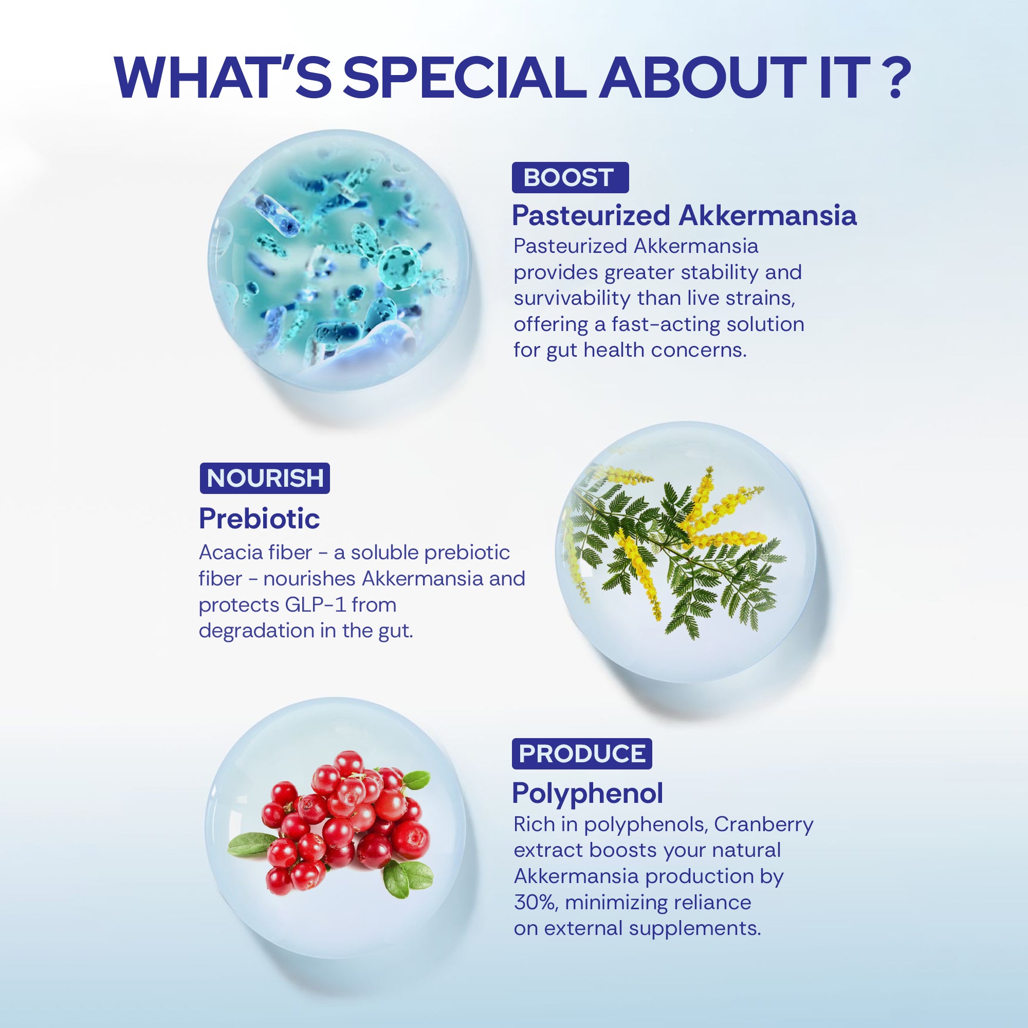 Akkermansia Probiotic