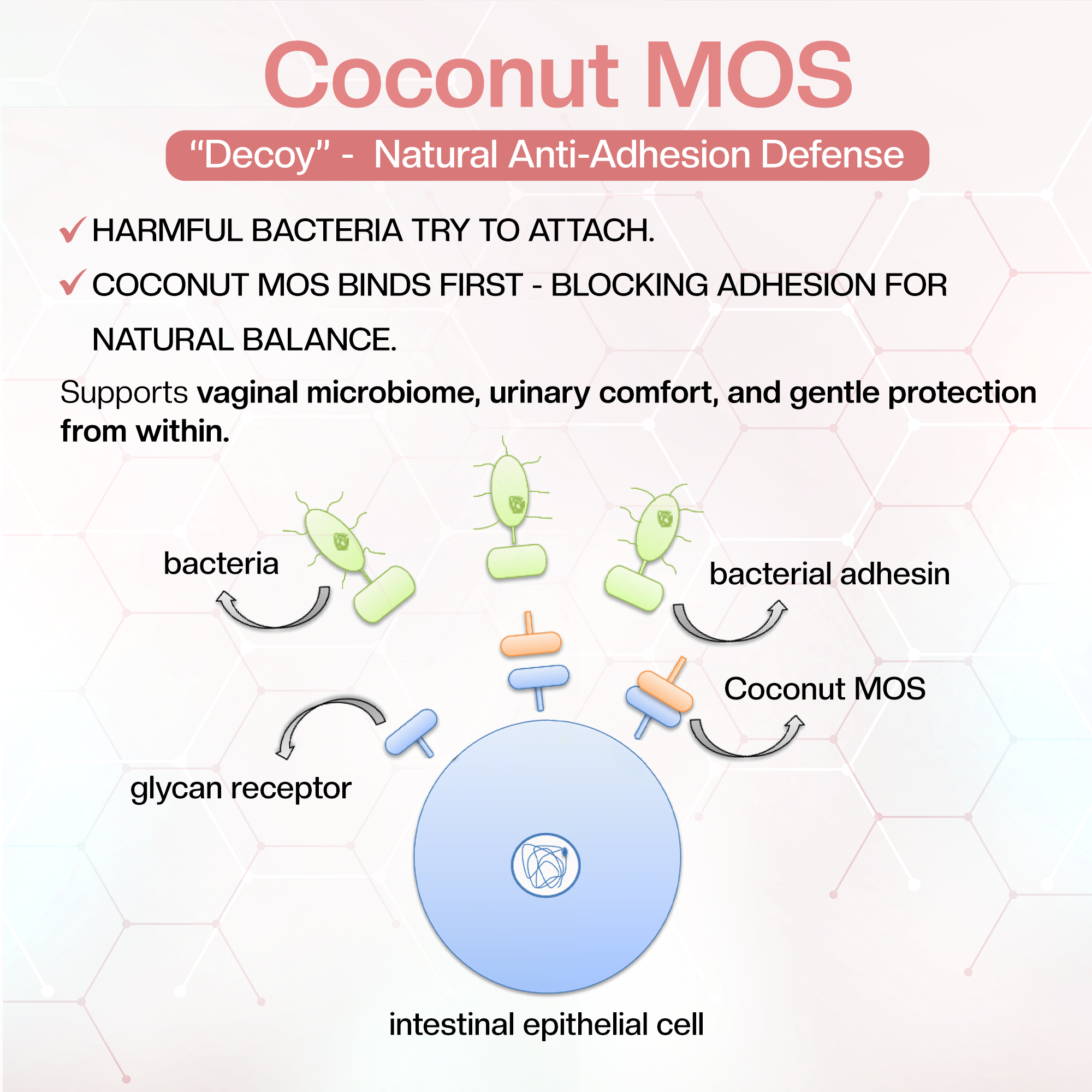 Daily Women’s Synbiotic - 20B CFU Probiotic + XOS Prebiotic & Coconut MOS for Gut & Vaginal Balance; GR-1® & RC-14®